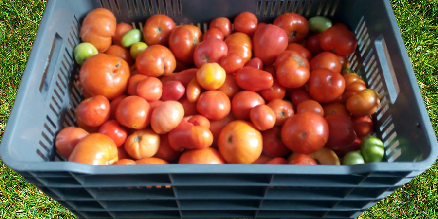 Сбор урожая помидоров и хранение  