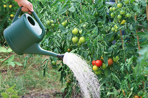 Как поливать помидоры