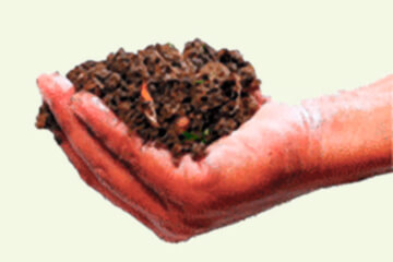 Как подготовить землю для рассады помидоров