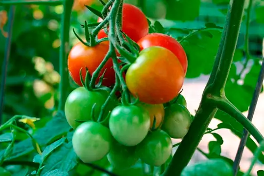 Пошаговое руководство по выращиванию помидоров в открытом грунте