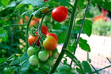 img src="images/sposobi_virashchivaniya/podokonik_1200.jpg" sizes="(max-width: 1200px) 100vw, 1200 px" srcset="images/sposobi_virashchivaniya/podokonik_360 360w, images/sposobi_virashchivaniya/podokonik_743.jpg 743w, images/sposobi_virashchivaniya/podokonik_1070.jpg 1070w, images/sposobi_virashchivaniya/podokonik_1Помидоры на подоконнике выращивание и уход пошагово