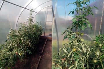 Выращивание помидоров в теплице: от А до Я