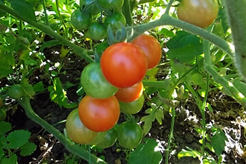 Выращивание помидоров в открытом грунте