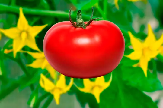 Томатный плод: внешние признаки и размеры