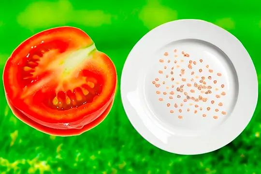 Строение семени помидора, форма и размер семян томатов