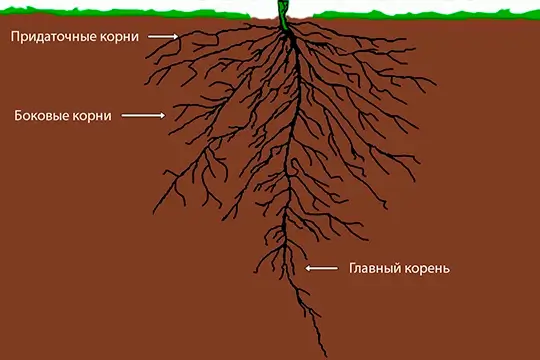Важные характеристики корневой системы