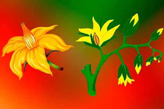 Как устроен цветок помидора: основные элементы и функции