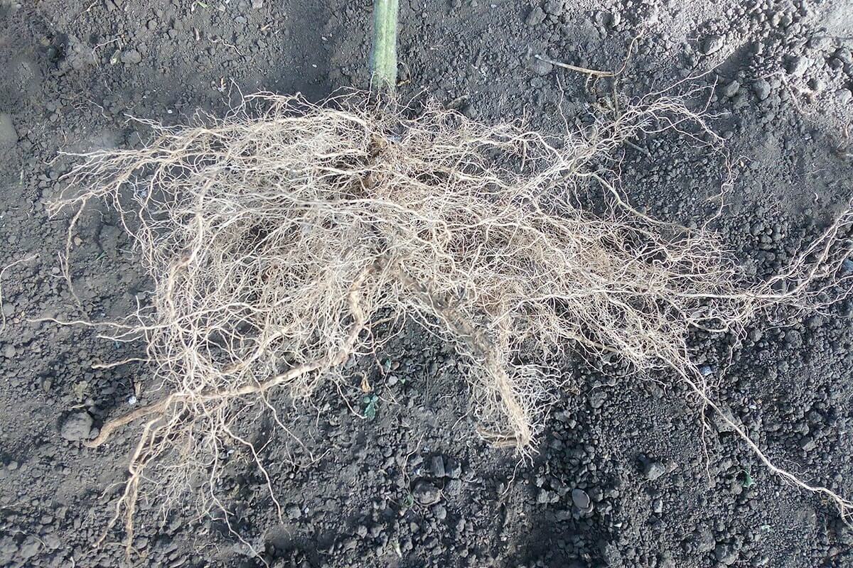 Корневая система томата