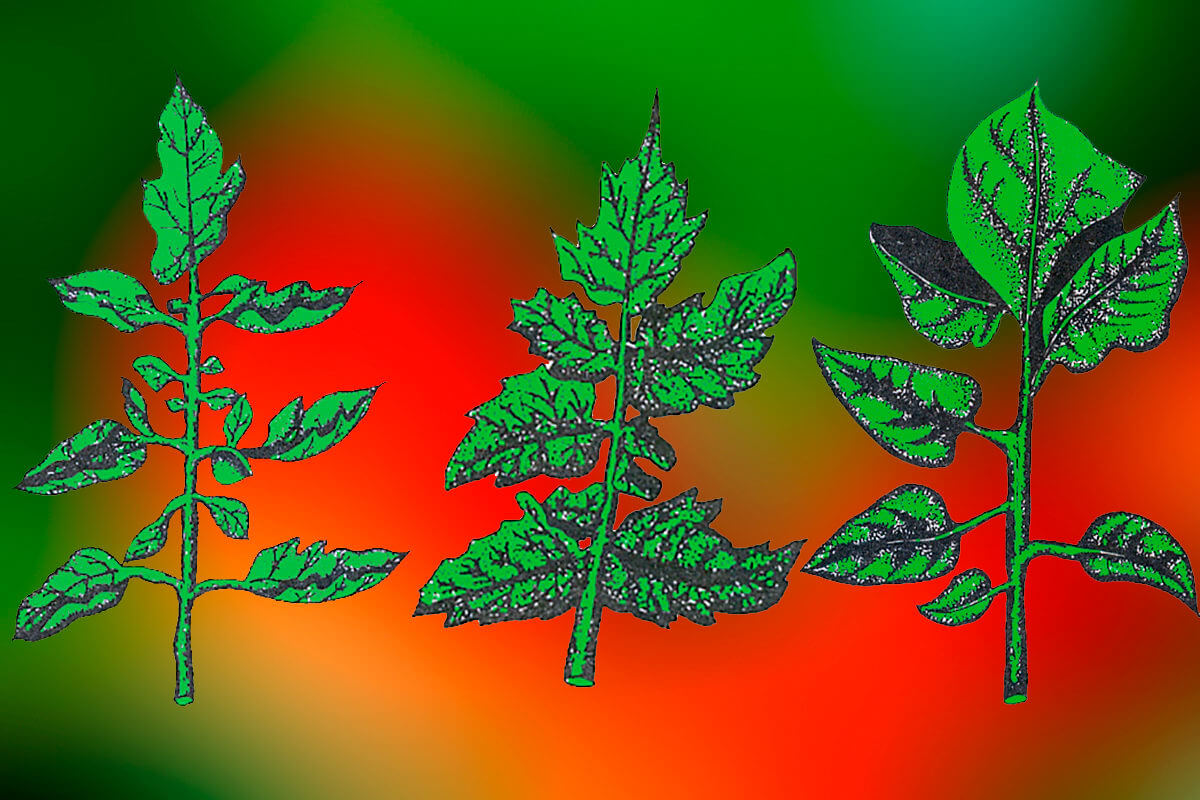 Виды листьев томатов