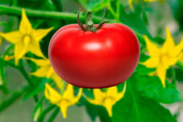 Плоды томатов