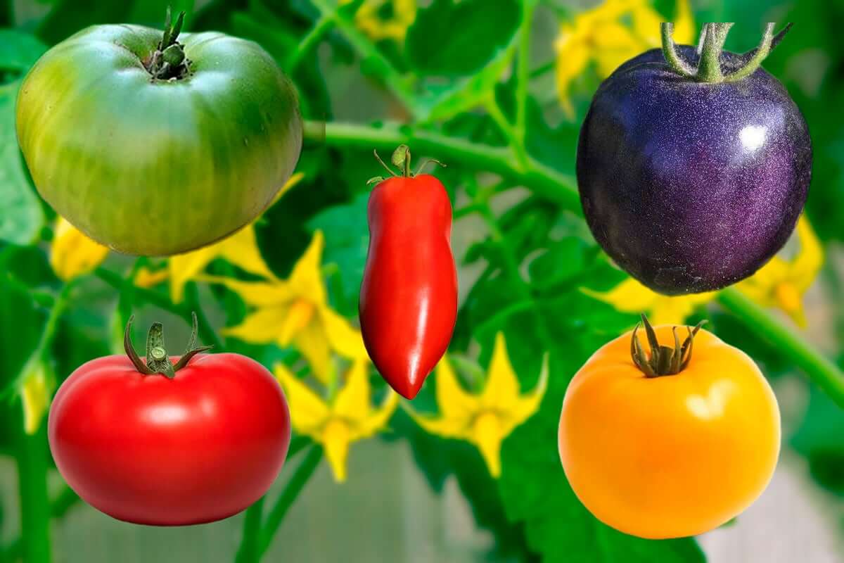 Плоды томатов