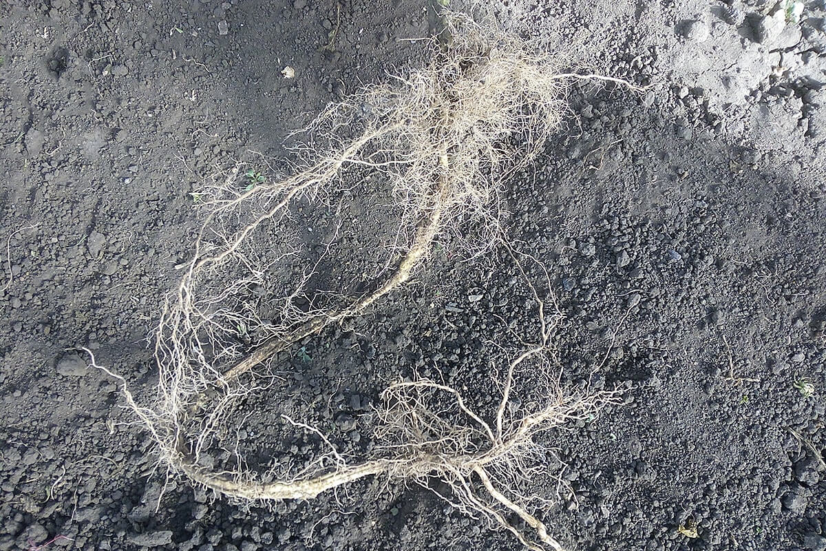 Корни на стебле томата