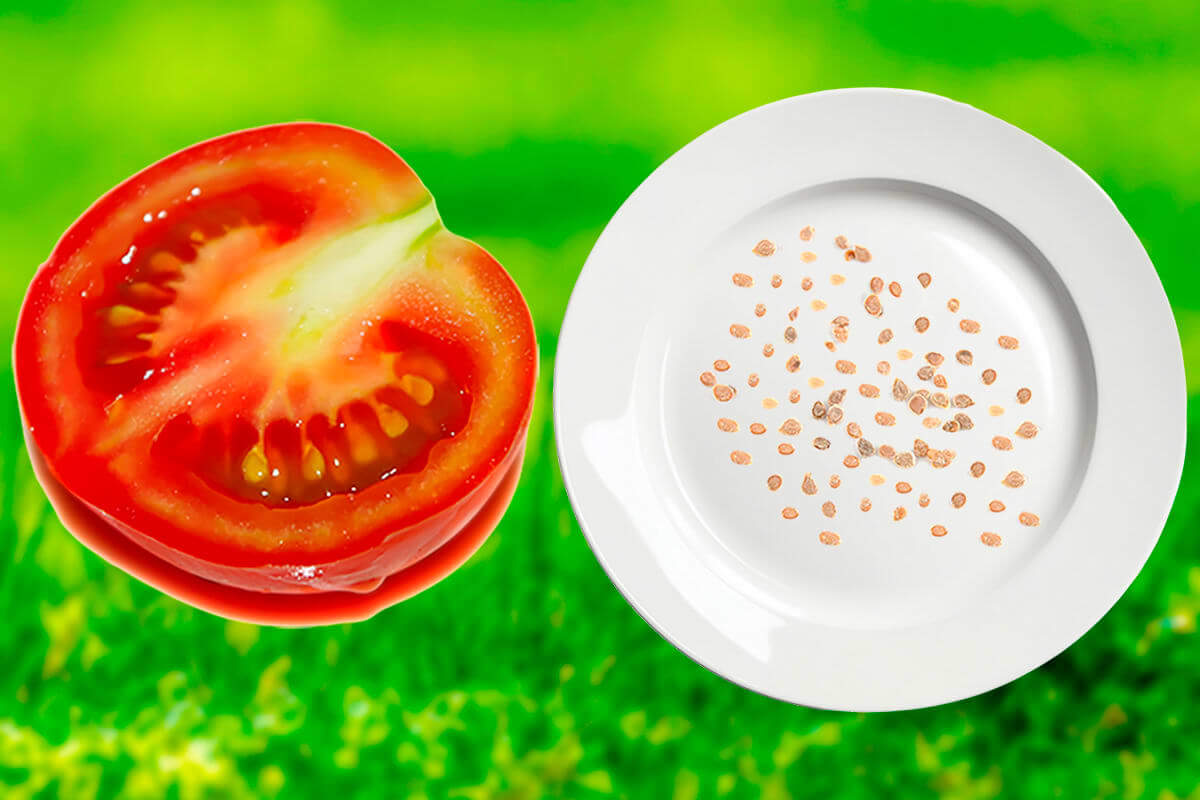 Строение семени помидора, форма и размер семян томатов