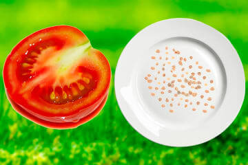 Строение семени помидора, форма и размер семян томатов