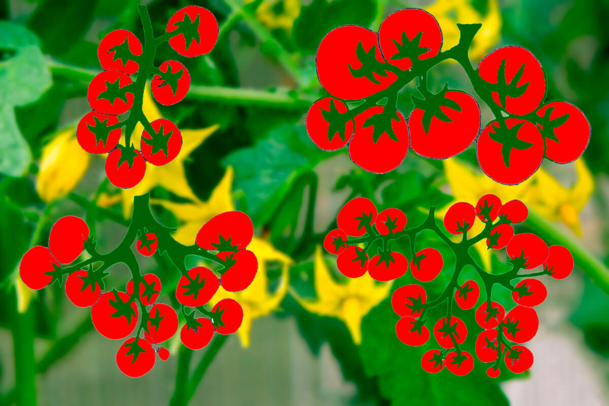 Соцветия томатов