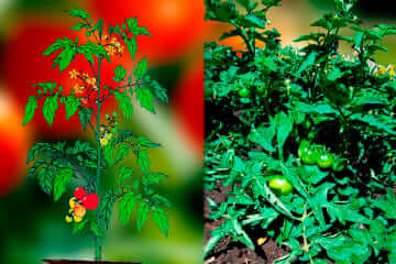 Стебель томата