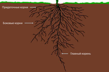 Виды корней, образующих корневую систему томата