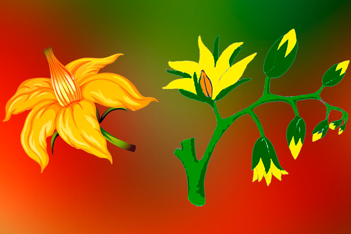 Цветки томатов