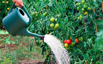 Правильный полив помидоров